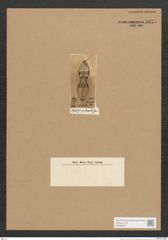 Navicula sp. (de-Toni-Nr.: Genus 1) Zeichnungen Sammlung Grunow Nr. 1674 (NHMW-BOT-W0368534)